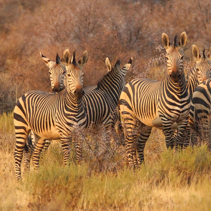 Africa community growth